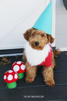 (paid link) Shop Chewy for the best DIY Dog Costumes! Check out our wide selection of costumes for Halloween, Christmas, Holiday, Birthday, formal wear, ... Dog Mushroom Costume, Dog Gnome Costume, Gnome Costumes For Adults Diy, Diy Dog Costume, Halloween Pets, Gnome Costume, Fancy Dog