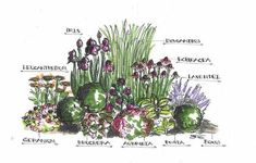 an illustration of different types of flowers and plants in the garden with their names on them