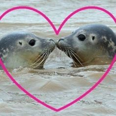 two seals in the water kissing each other with a heart shaped frame over them that says i love you