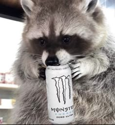 a raccoon holding a can of monster energy