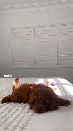 a brown dog laying on top of a white bed