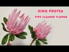 two pink flowers with the words king protea pipe cleaner flower