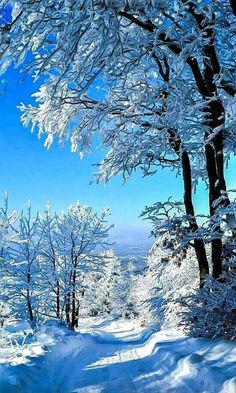 snow covered trees on the side of a snowy hill with blue skies in the background