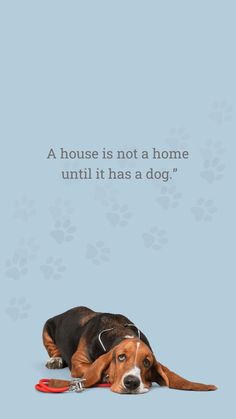 a dog laying on the ground next to a blue background with a quote about house is not a home until it has a dog