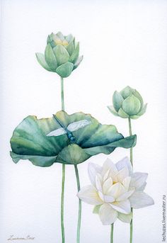 watercolor painting of three white lotus flowers and a dragonfly on the lily pad