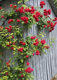 red flowers growing on the side of a wooden building