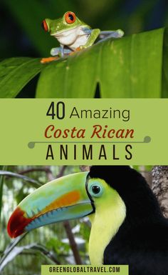 a toucan sitting on top of a green leaf next to a black and white bird