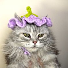 a gray cat wearing a purple and green crochet hat with a flower on top