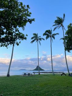 there are many trees and benches on the beach