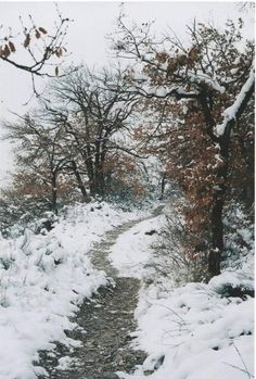 a path in the snow between two trees