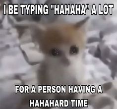 an image of a kitten with the caption i be typing hahaa'a lot for a person having a hazard time