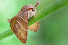 a brown moth sitting on top of a green plant