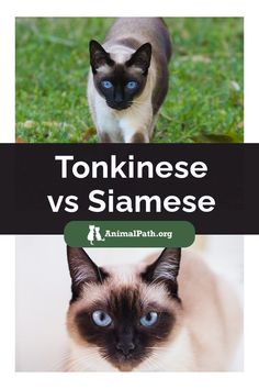 two siamese cats with the caption tonkinese vs siamese