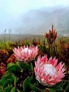 two pink flowers with green leaves in the foreground and mountains in the back ground