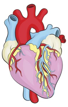 an illustration of the human heart with blood vessels running down it's side and sides