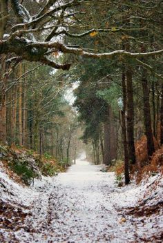 a snow covered path in the woods with trees on both sides and one lane leading up to it