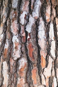 the bark of a tree is brown and white