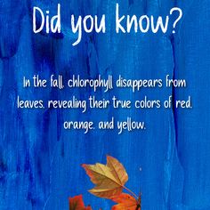 Fun Fact Friday! Did you also know you can earn money by completing surveys? Visit acop.com to learn more! #acop #americanconsumeropinion #surveysformoney #funfactfriday True Colors, Red Color