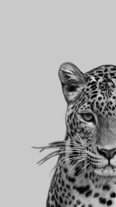 a black and white photo of a leopard