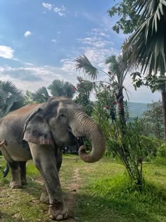 an elephant standing on top of a lush green field next to a palm tree with its trunk in it's mouth