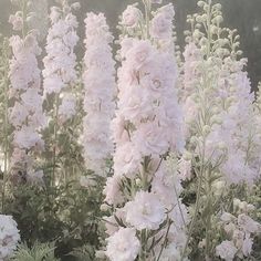 pink flowers are blooming in the garden