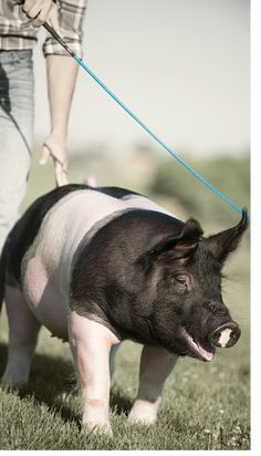 a small pig is being walked on a leash by a man in plaid shirt and jeans