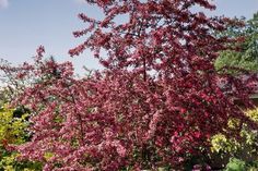 a red flowering tree in the middle of a garden