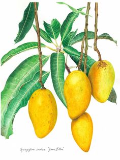 a drawing of mangos hanging from a tree branch with green leaves on the branches