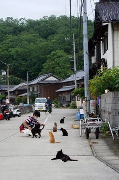 Person on a street with seeral cats. Japan Cat, Japan Lifestyle, Cat Island, Japan Holidays, Japanese Lifestyle, Japanese Cat, Okayama