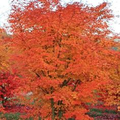 an orange tree with red leaves in the fall