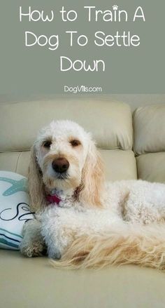 a white dog laying on top of a couch