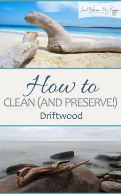 how to clean and preserve driftwood on the beach with text overlay that reads, how to clean and preserve driftwood