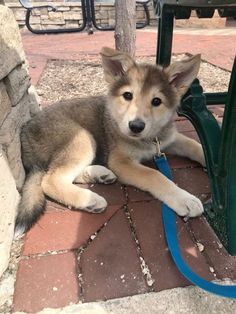 a small dog laying on the ground next to a green table and chair with a blue leash around it's neck