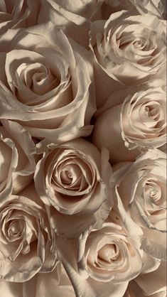 a bunch of white roses that are close up on the wall in sepia tone