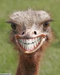 an ostrich with a smile on it's face and the caption says, pak tame ut want dis awer naveck