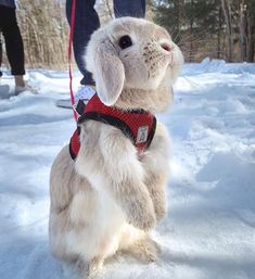 a rabbit is standing on its hind legs in the snow