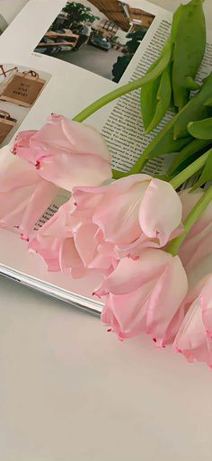 pink tulips are laying on top of an open book