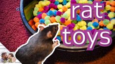 a hamster in a bowl full of candy balls with the words rat toys above it