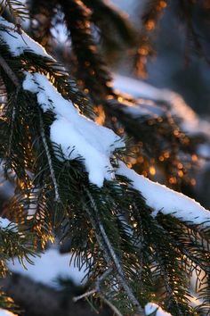 a bird perched on top of a pine tree covered in snow