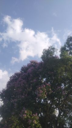 a large tree with purple flowers in the foreground and clouds in the back ground