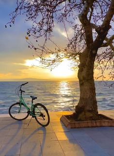 a bike is parked next to a tree on the sidewalk by the water at sunset