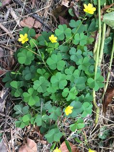 small yellow and green plants growing in the grass on the ground with leaves around them