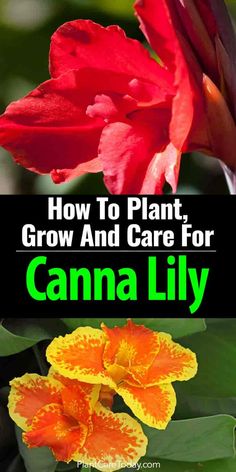 two flowers with the words how to plant, grow and care for canna lily