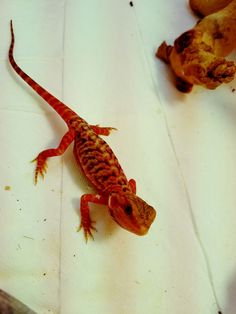 an orange and brown gecko sitting on top of a white table next to a banana