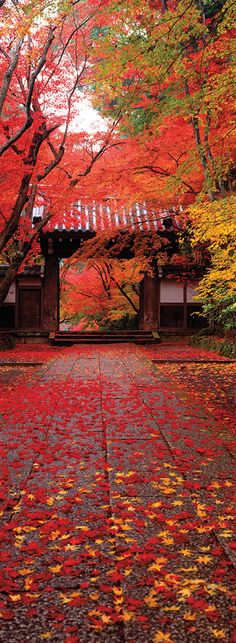 Komyoji Temple, Kyoto by Panoramic Images is produced with printing that covers the entirety of the canvas for a sleek and stylish museum-quality look. Our framed prints are made by expert craftsmen who strive to make each canvas the masterpiece that your home deserves. Each of our framed canvas art prints is hand-crafted and made-to-order to give it a high quality and professional appearance. To ensure the clearest, most accurate depiction of the artists' original vision, we print each work of Vintage Nature Photography, Japanese Temple, Kyoto Japan, Japan Travel, Travel Pictures, Kyoto, Custom Framing