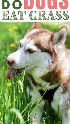 a brown and white dog standing in the grass with its tongue hanging out to eat