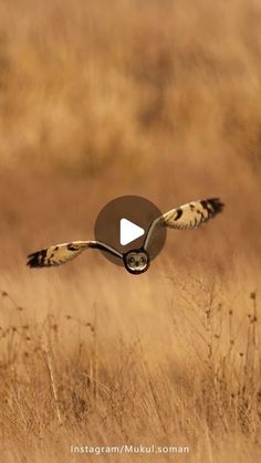 an owl flying through the air with its wings spread