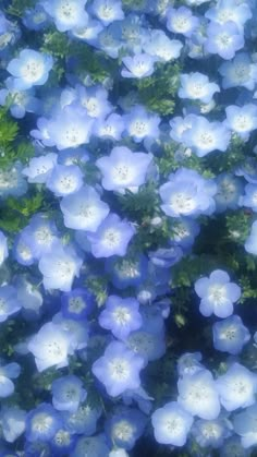 blue flowers are growing in the grass