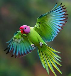 a green parrot flying through the air with it's wings spread wide open and colorful feathers