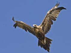 a large bird flying through the air with it's wings spread